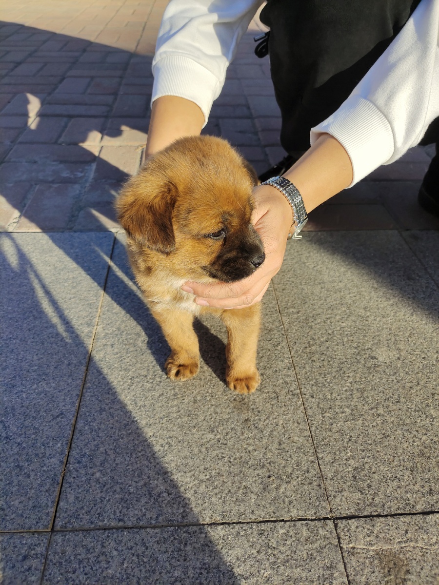 牙还没长齐的小黄毛