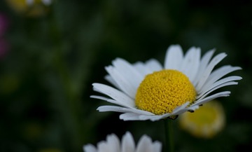 DSC_0411_