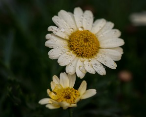 DSC_0415_