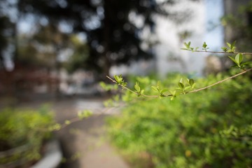 DSC_1009_