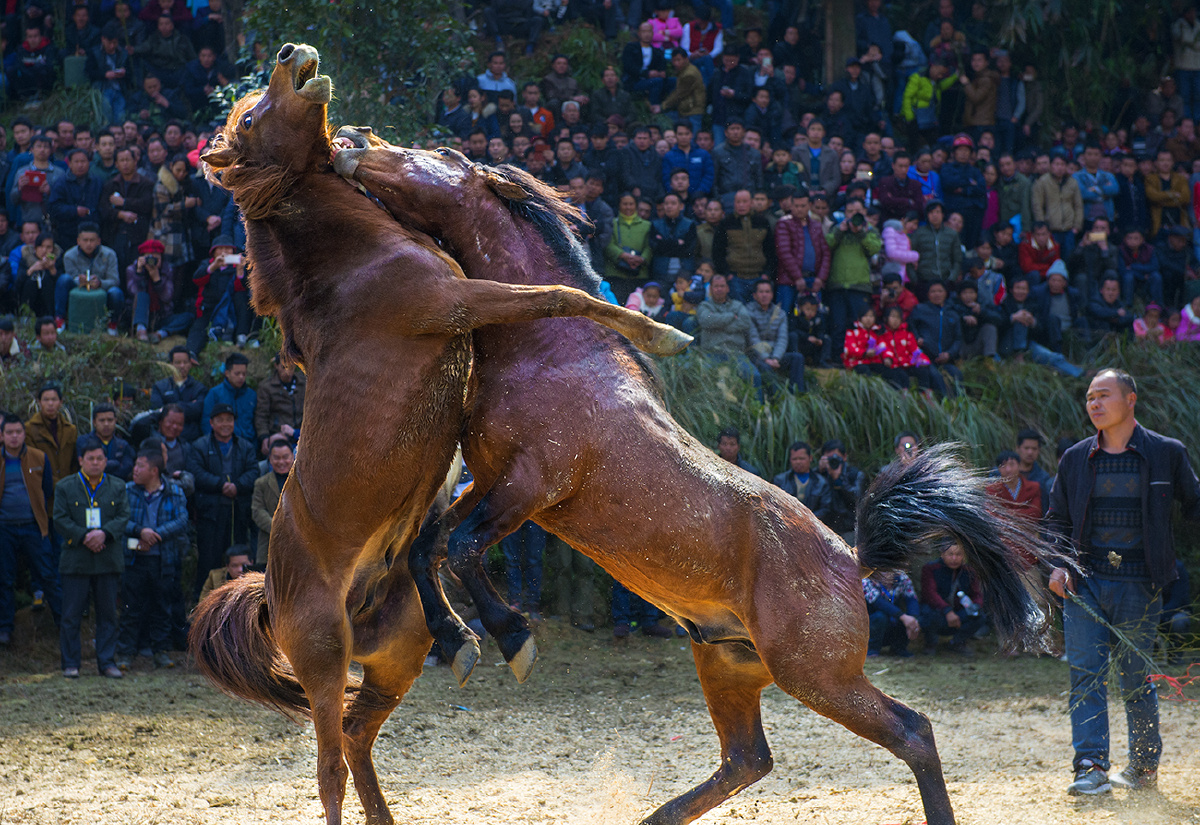 苗乡坡会传统斗马