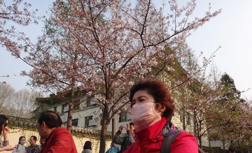 蒋宁—15040103—樱花和雾霾
