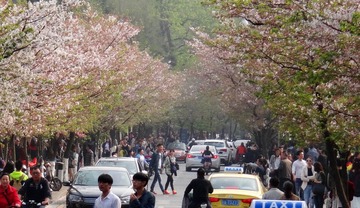 雾霾挡不住赏花客-0