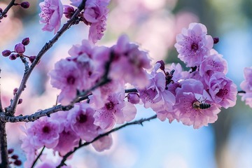 20160827_Cherry_Blossom_0182_01