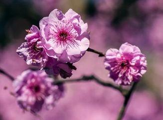 20160827_Cherry_Blossom_0200