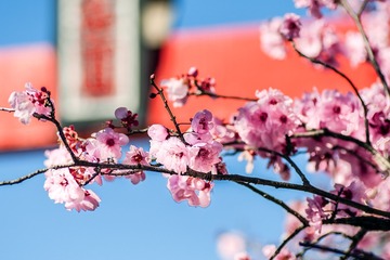 20160827_Cherry_Blossom_0248_01