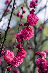 20160917_Peach_Blossom_0563