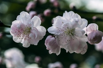 20160917_Peach_Blossom_0584