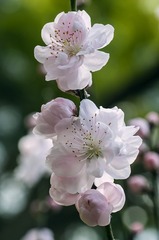 20160917_Peach_Blossom_0585