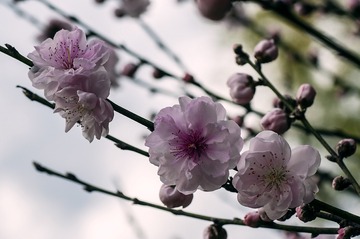 20160917_Peach_Blossom_0587