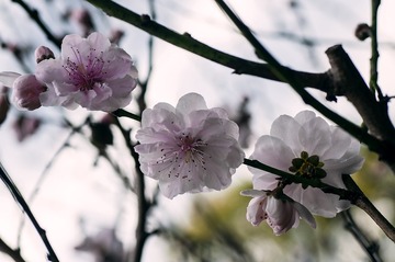 20160917_Peach_Blossom_0589
