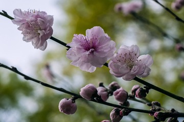 20160917_Peach_Blossom_0599