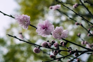 20160917_Peach_Blossom_0601