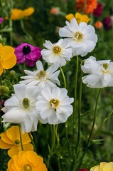 20160917_Peach_Blossom_0679
