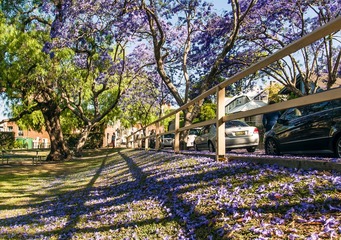 20160710_Jacaranda_1787_04