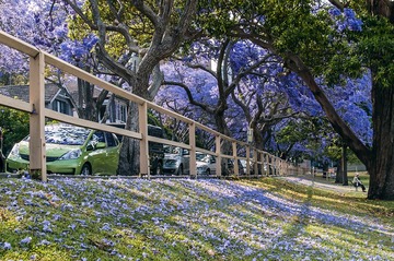 20160710_Jacaranda_1791