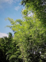 5BF7351D-2C37-47FC-BE5F-653D2F21A5B1/L0/001
