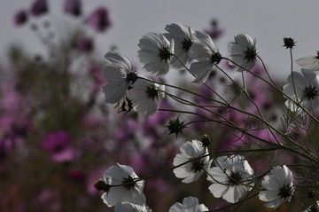 DSC_0737 (2)