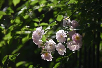 DSC_7737
