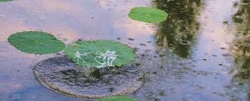 《水上芭蕾》王树红13832029185