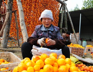 TUBU月赛《柿乡晚秋》王树红13832029185