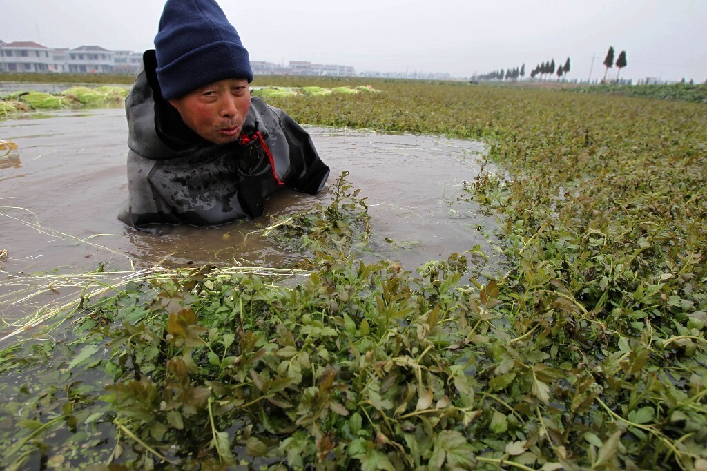 2011年1月5日,一位菜农浸泡在水中采收水芹,这些水芹将全部销往上海。