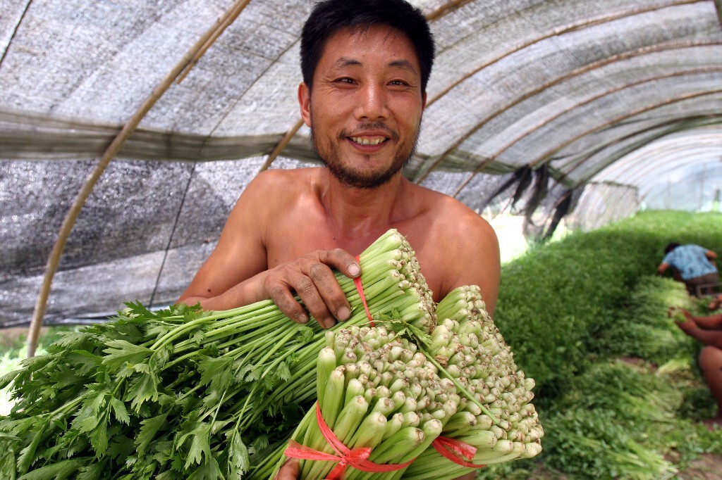 2008年7月28日, 光着膀子的菜农在蔬菜大棚里采收准备上市的芹菜,因为天热,他们只好光着上身在大棚里忙碌。<br />