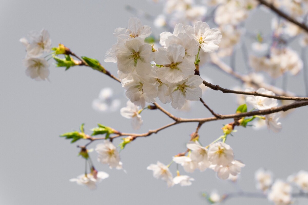 樱花