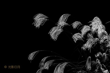 黑白芦花