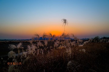 醉夕阳？芦花醉？