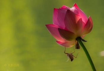 虫虫捧花