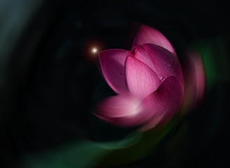 羞荷