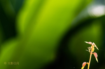 秋芽 绽出