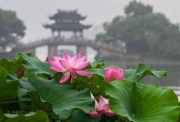 曲院醉荷