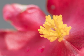2016-4-21微距花卉  (2)