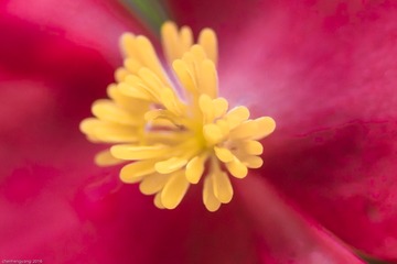 2016-4-21微距花卉  (4)