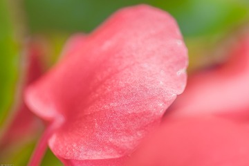 2016-4-21微距花卉  (5)
