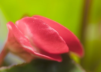 2016-4-21微距花卉  (7)