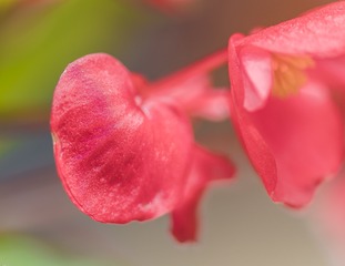 2016-4-21微距花卉  (9)