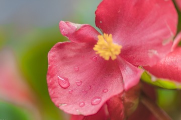 2016-4-21微距花卉  (10)