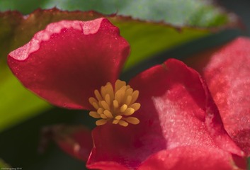 2016-4-21微距花卉  (36)