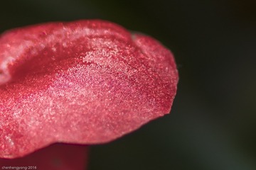 2016-4-21微距花卉  (37)