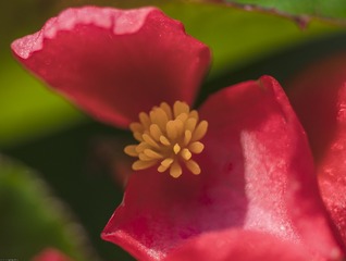 2016-4-21微距花卉  (38)