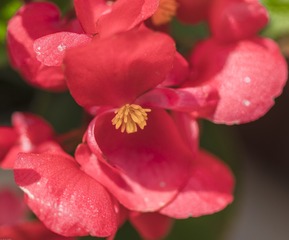 2016-4-21微距花卉  (40)