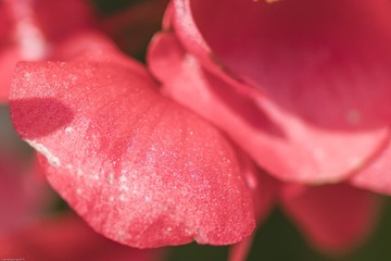 2016-4-21微距花卉  (41)