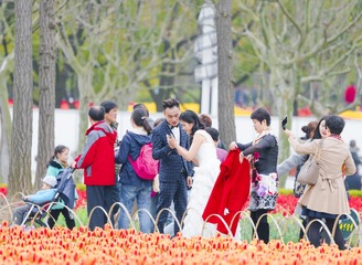 2016-3-19遇见上海：看我拍的郁金香