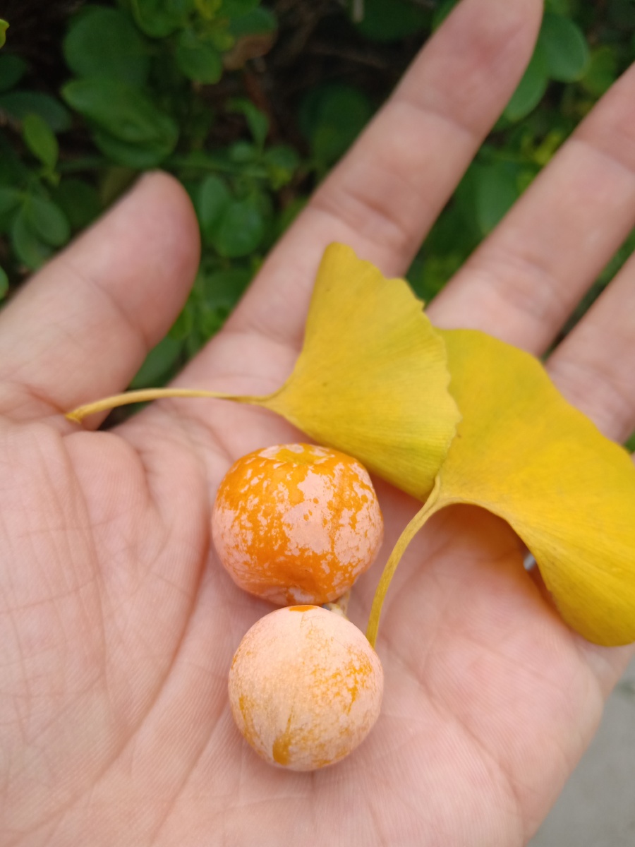 第一次发现原来白果银杏果是长在这个黄黄的果肉里面的
