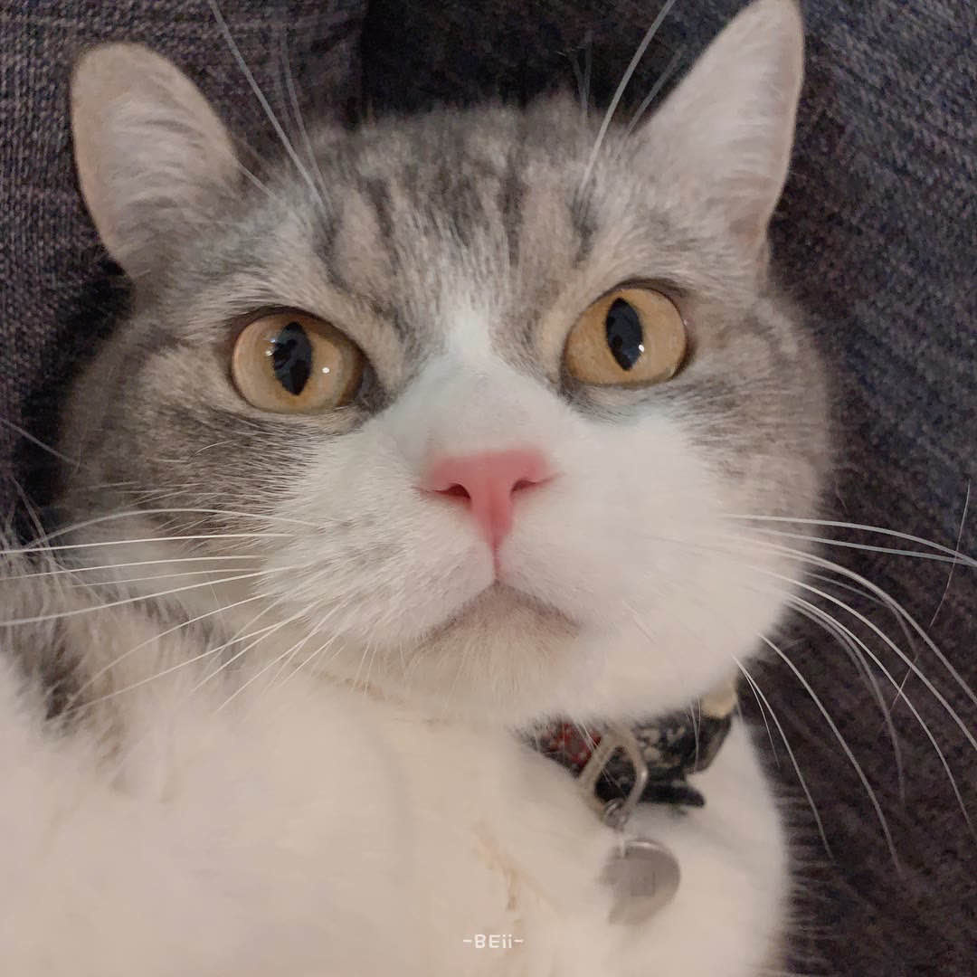 好萌的猫咪头像萌化我了