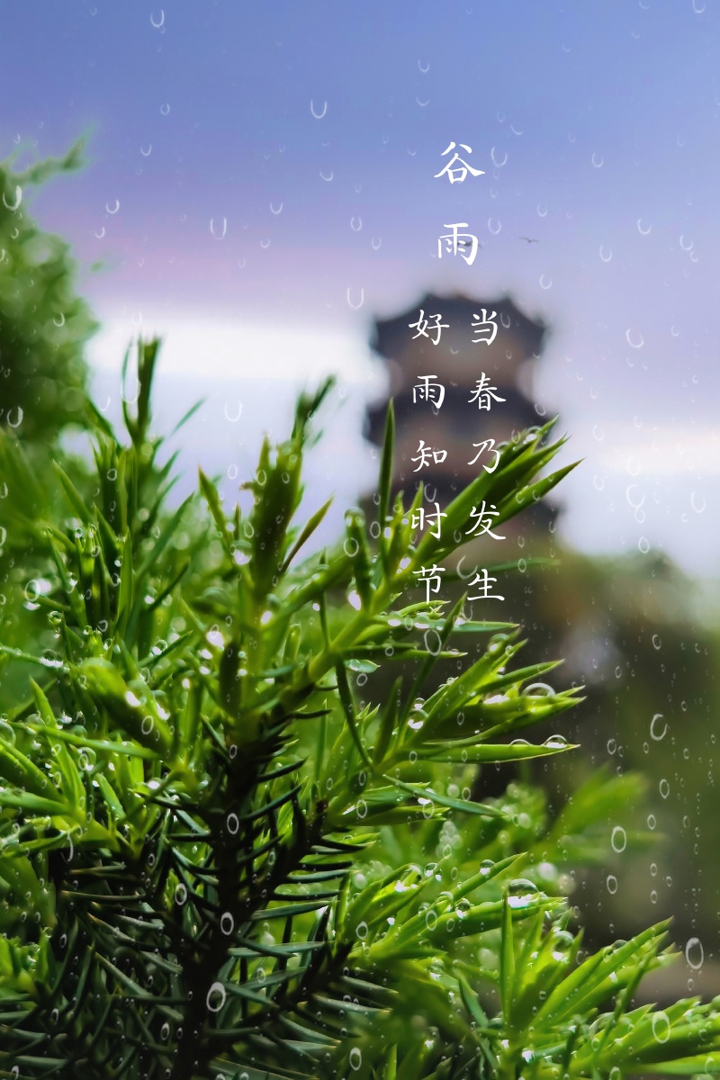 今日谷雨,雨生百谷,万物逢时.早上好!