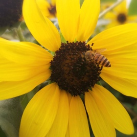 雨浪love摄影标为花粉的图博 雨浪love摄影 图虫摄影网